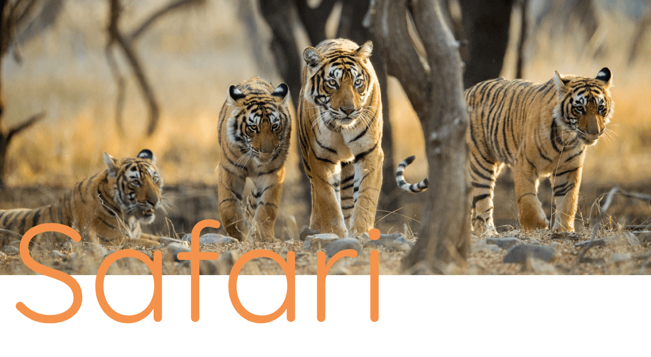 safari tiger banner