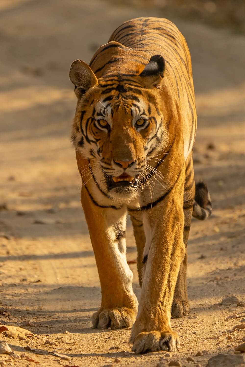 tiger image