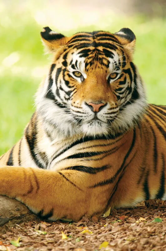tiger image