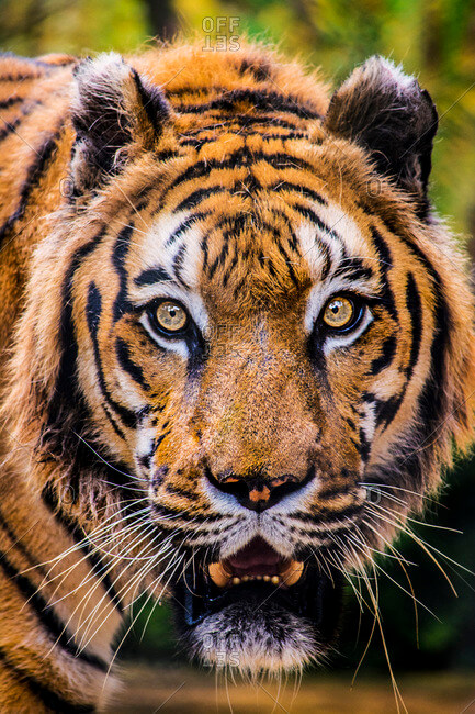 tiger image