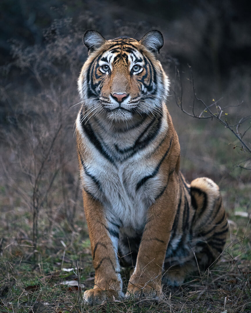 tiger image