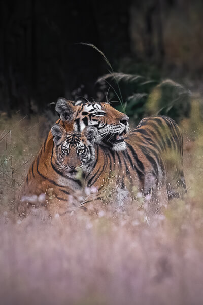 tiger image