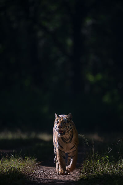 tiger image