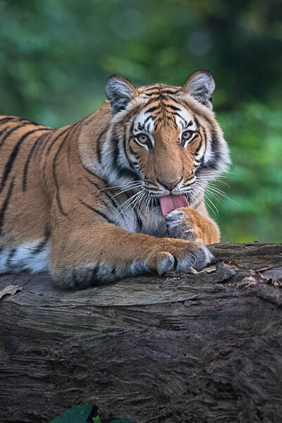 tiger image