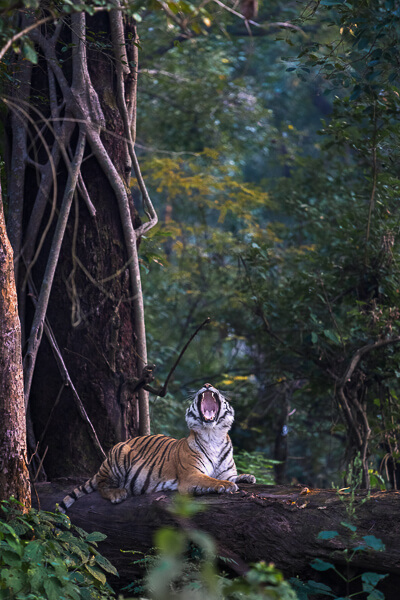 tiger image