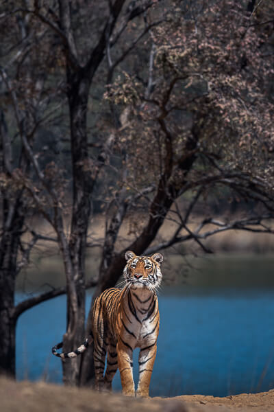 tiger image