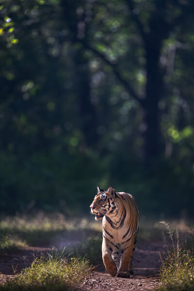 tiger image
