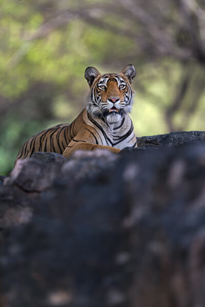 tiger image