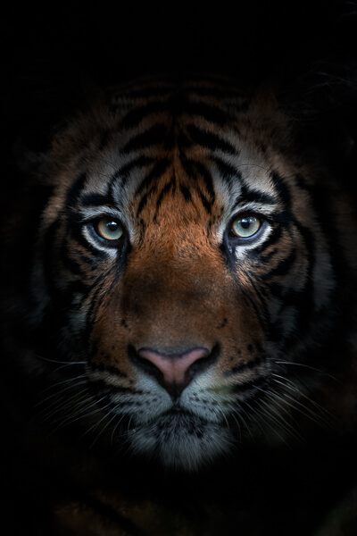tiger image