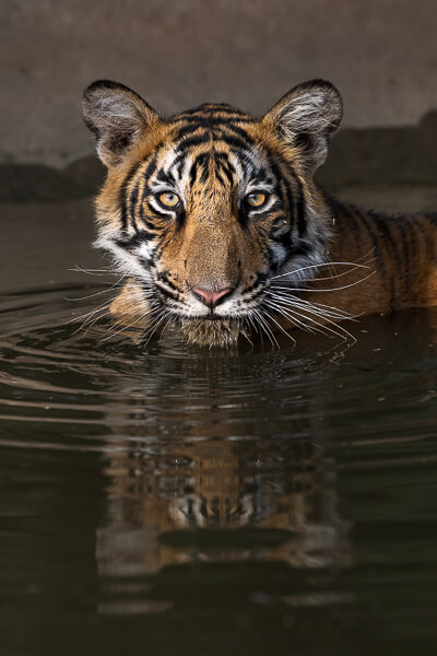tiger image