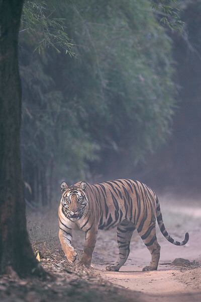 tiger image