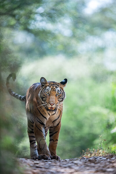 tiger image