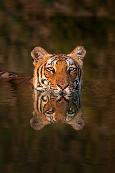 tiger image